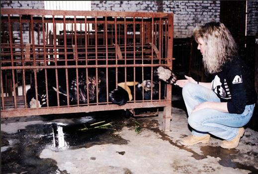 Moon Bear Jasper in his cage with Animal Asia Foundation helper Jill, when he was rescued Moon Bear Jasper in his cage with Animal Asia Foundation helper Jill, when he was rescued