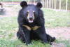 Jasper the Moon Bear sitting happily in a field, as he is today